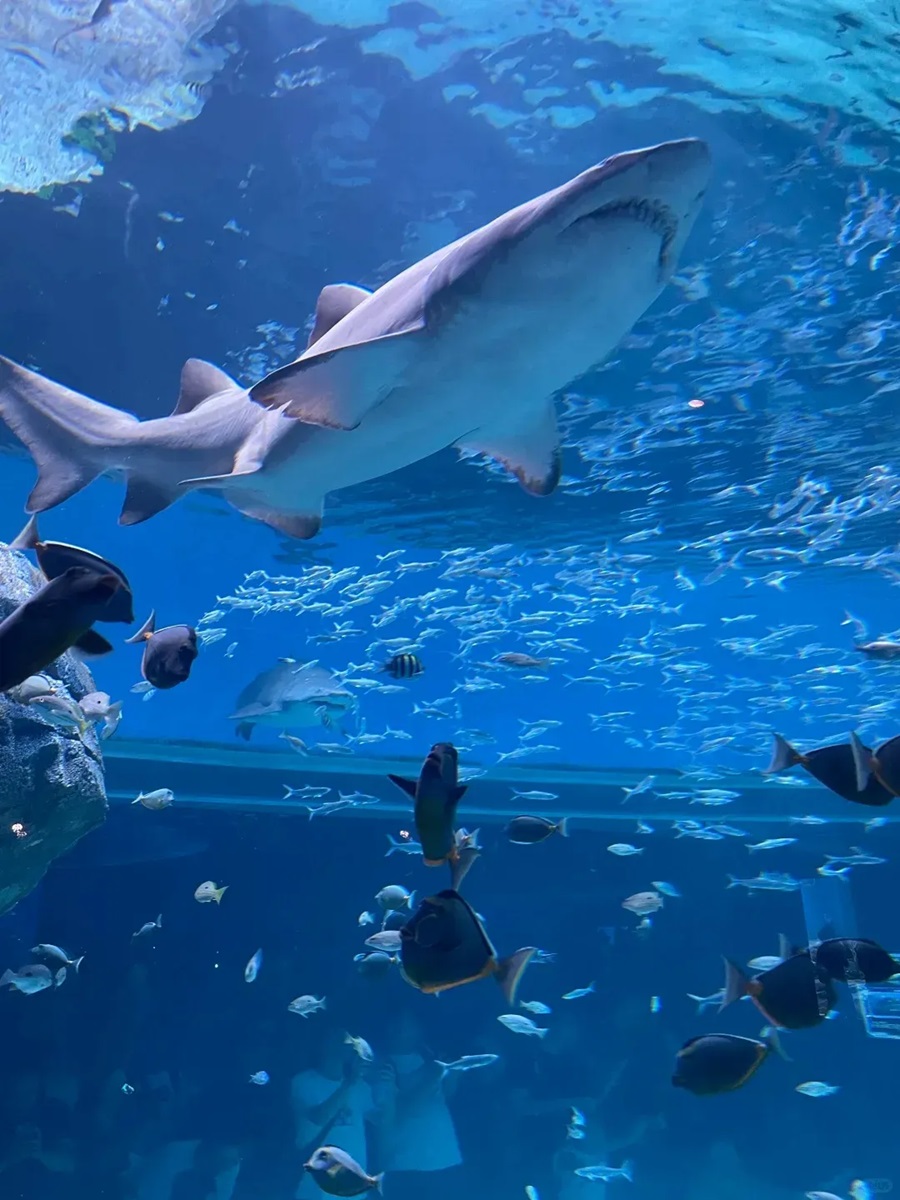 [心系连云港] 网红羊山岛+东西连岛+海州湾海底世界三日游